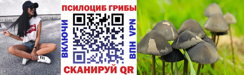 мориарти телеграм  Киров  Псилоцибиновые грибы ЛСД 